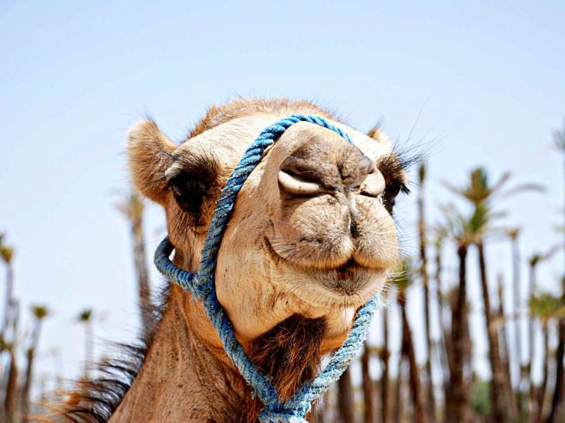 camel ride 12 (Copier)