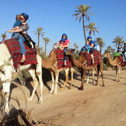 Camel Ride Tour In Marrakech Palm Grove