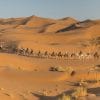 Camel-Caravan-Merzouga-Desert